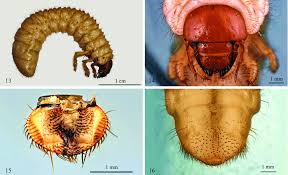 Attēlu rezultāti vaicājumam “Aphelia paleana larva”