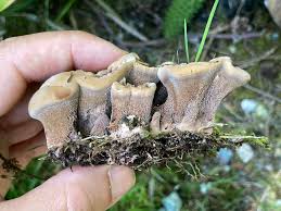 Attēlu rezultāti vaicājumam “Phellodon tomentosus”