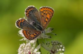Attēlu rezultāti vaicājumam “Lycaena hippothoe”