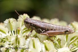 Attēlu rezultāti vaicājumam “Podisma pedestris”