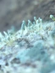 Attēlu rezultāti vaicājumam “Penicillium vulpinum”