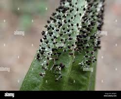 Attēlu rezultāti vaicājumam “Diachea leucopodia”