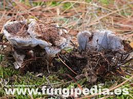 Attēlu rezultāti vaicājumam “Hydnellum ferrugineum”