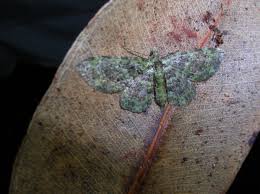 Attēlu rezultāti vaicājumam “Eupithecia icterata female”