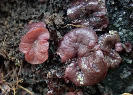 Attēlu rezultāti vaicājumam “Ascocoryne cylichnium”