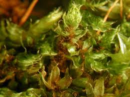 Attēlu rezultāti vaicājumam “Bryum moravicum”