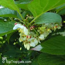 Attēlu rezultāti vaicājumam “Actinidia kolomikta fruit”