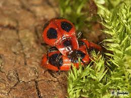 Attēlu rezultāti vaicājumam “Endomychus coccineus”
