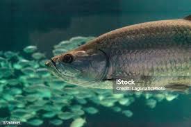 Image result for Megalops atlanticus