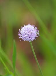 Image result for Succisella inflexa