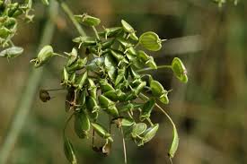 Attēlu rezultāti vaicājumam “Heracleum sphondylium subsp. sibiricum”