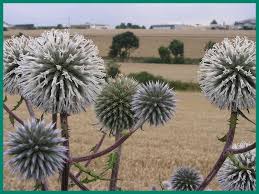 Attēlu rezultāti vaicājumam “Echinops sphaerocephalus leaf”