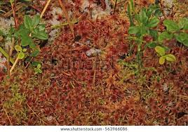 Attēlu rezultāti vaicājumam “Sphagnum magellanicum”