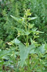 Attēlu rezultāti vaicājumam “Atriplex calotheca”