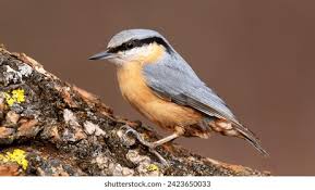 Attēlu rezultāti vaicājumam “Sitta europaea male”