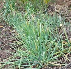 Résultat de recherche d'images pour "Allium fistulosum"