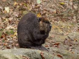 Image result for Castor fiber