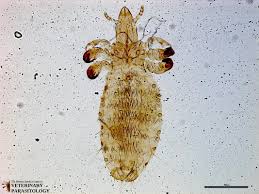 Attēlu rezultāti vaicājumam “Licea pygmaea sessile”