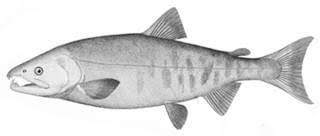 Image result for Oncorhynchus keta