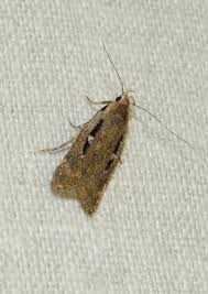 Attēlu rezultāti vaicājumam “Gelechia jakovlevi”