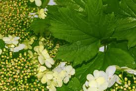 Attēlu rezultāti vaicājumam “Viburnum opulus bud”