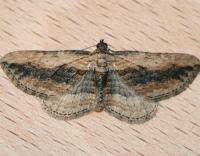 Attēlu rezultāti vaicājumam “Horisme vitalbata”