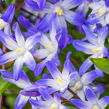 Attēlu rezultāti vaicājumam “Scilla luciliae”