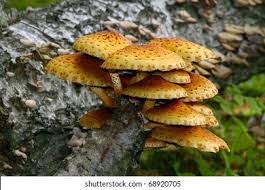 Attēlu rezultāti vaicājumam “Sarcodon imbricatum”