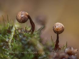 Attēlu rezultāti vaicājumam “Cribraria violacea spores”
