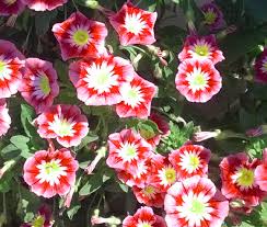 Image result for Convolvulus tricolor
