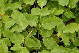 Attēlu rezultāti vaicājumam “Laserpitium latifolium leaf”