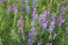 Attēlu rezultāti vaicājumam “Vicia tenuifolia”