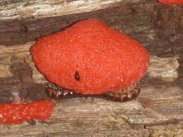 Attēlu rezultāti vaicājumam “Tubifera ferruginosa (subsp. ferruginosa) macro”