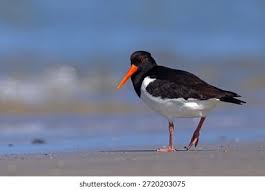 Attēlu rezultāti vaicājumam “Haematopus ostralegus”
