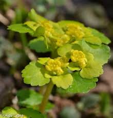 Attēlu rezultāti vaicājumam “Chrysosplenium alternifolium bud”
