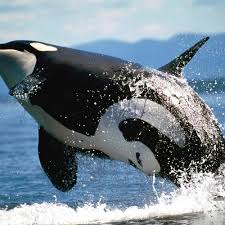 Image result for Orcinus orca
