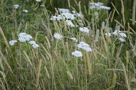 Attēlu rezultāti vaicājumam “Achillea millefolium”