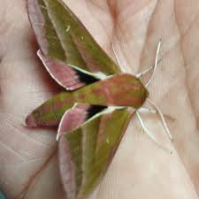 Attēlu rezultāti vaicājumam “Deilephila elpenor imago”