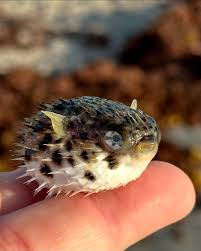 Image result for Diodon hystrix