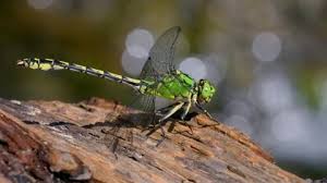 Attēlu rezultāti vaicājumam “Ophiogomphus cecilia”