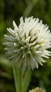 Attēlu rezultāti vaicājumam “Trifolium montanum”