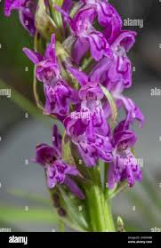 Attēlu rezultāti vaicājumam “Dactylorhiza ochroleuca bud”