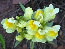 Attēlu rezultāti vaicājumam “Linaria vulgaris leaf”