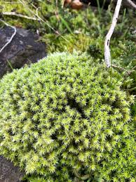 Attēlu rezultāti vaicājumam “Racomitrium canescens”