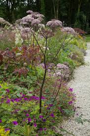 Attēlu rezultāti vaicājumam “Angelica sylvestris flower”