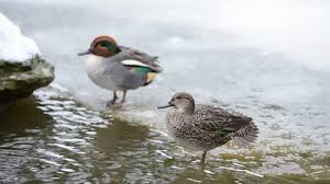 Attēlu rezultāti vaicājumam “Anas crecca male”