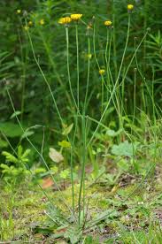 Attēlu rezultāti vaicājumam “Hypochaeris radicata”
