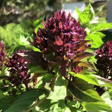 Attēlu rezultāti vaicājumam “Ocimum basilicum flower”