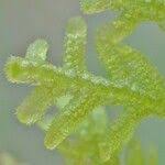 Attēlu rezultāti vaicājumam “Trichocolea tomentella sporophyte”