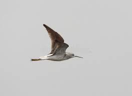 Attēlu rezultāti vaicājumam “Tringa stagnatilis adult”